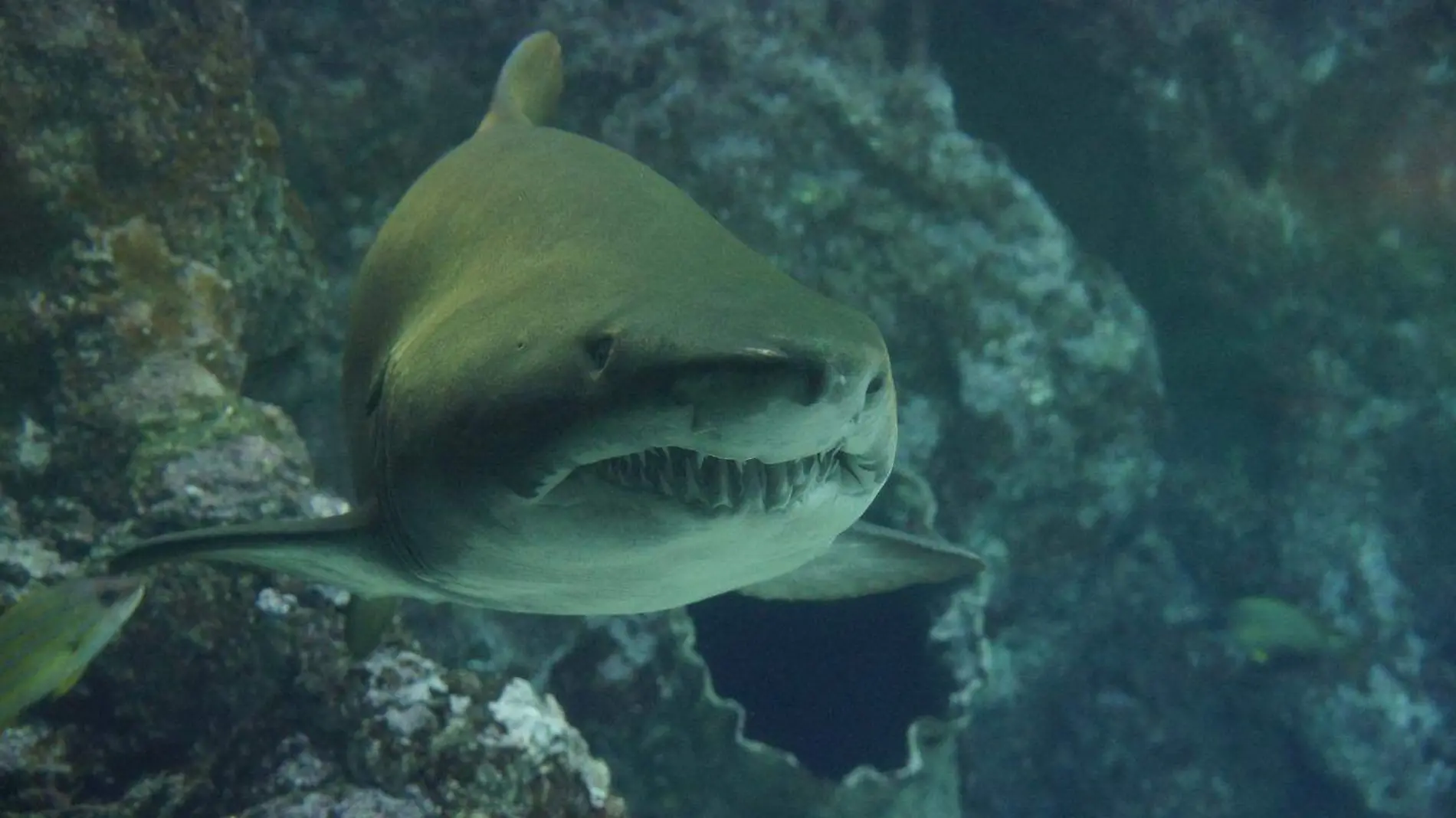 tiburon ataque guerrero1